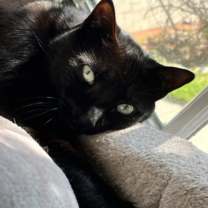 Voila' Cat Sitting By Helena