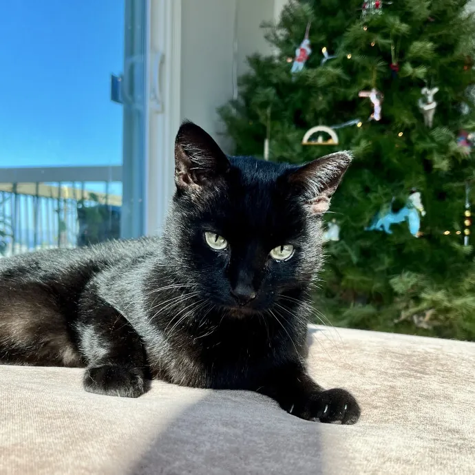 Voila' Cat Sitting By Helena