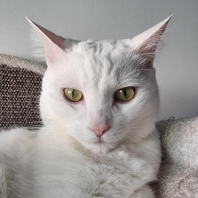 Voila' Cat Sitting By Helena