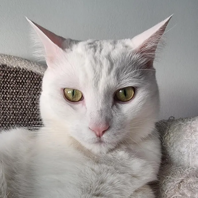 Voila' Cat Sitting By Helena