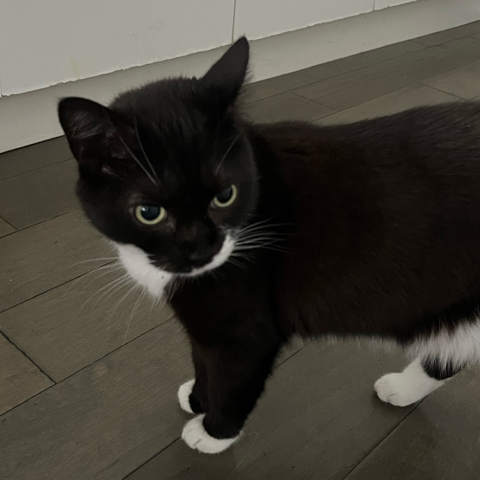 Voila' Cat Sitting By Helena