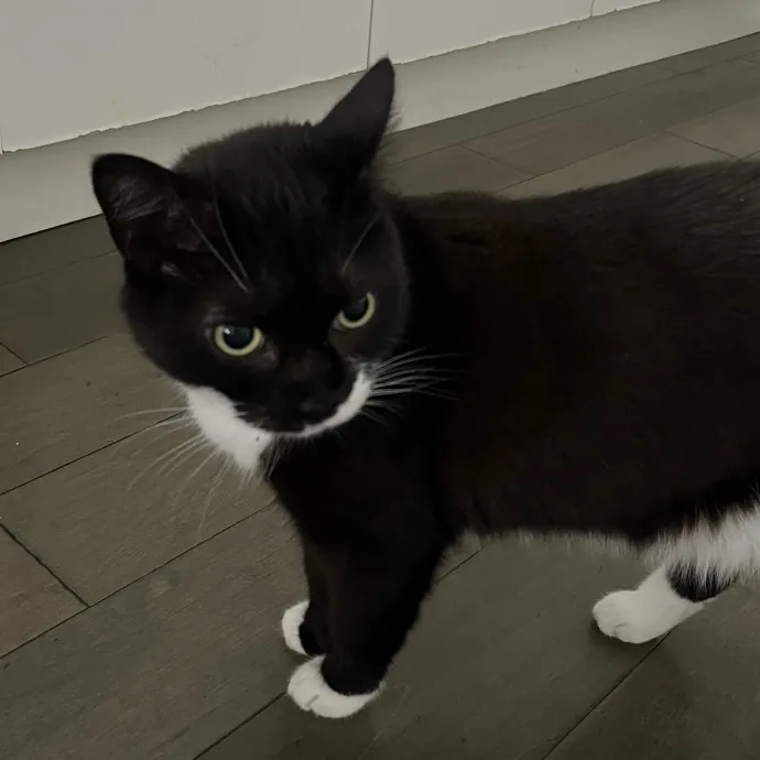 Voila' Cat Sitting By Helena