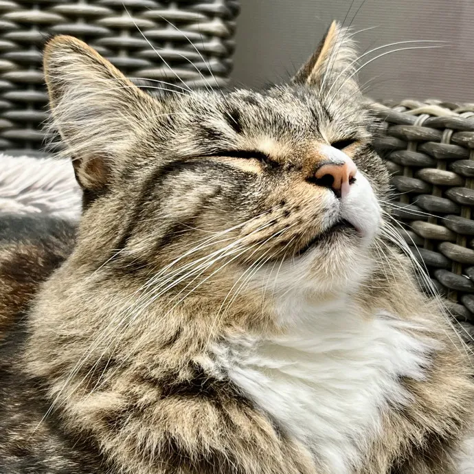 Voila' Cat Sitting By Helena