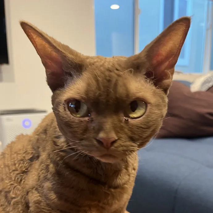 Voila' Cat Sitting By Helena