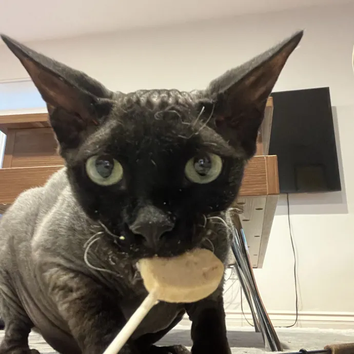 Voila' Cat Sitting By Helena