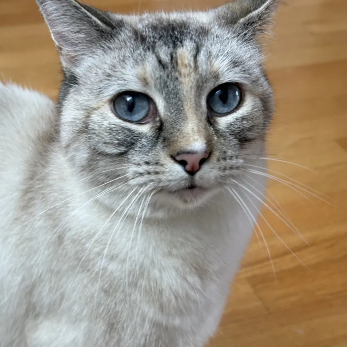 Voila' Cat Sitting By Helena