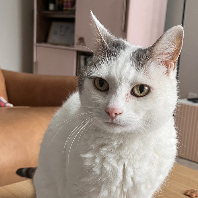 Voila' Cat Sitting By Helena
