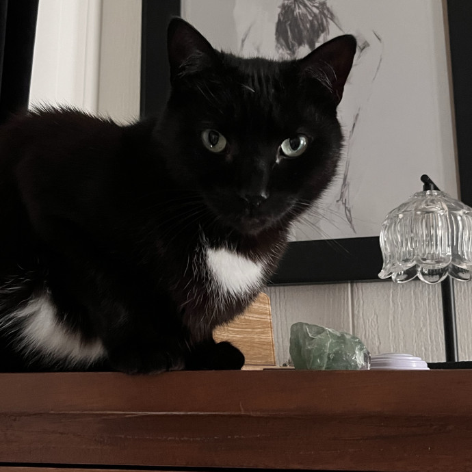 Voila' Cat Sitting By Helena