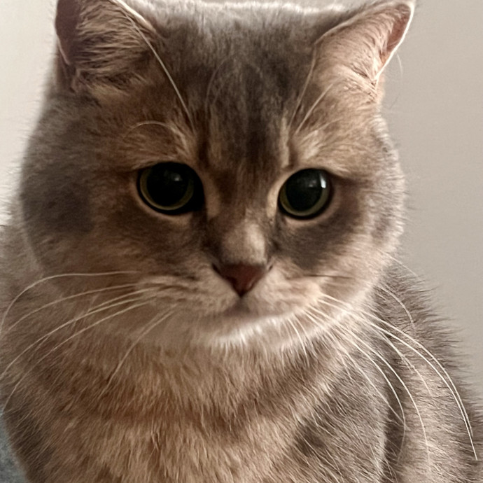 Voila' Cat Sitting By Helena