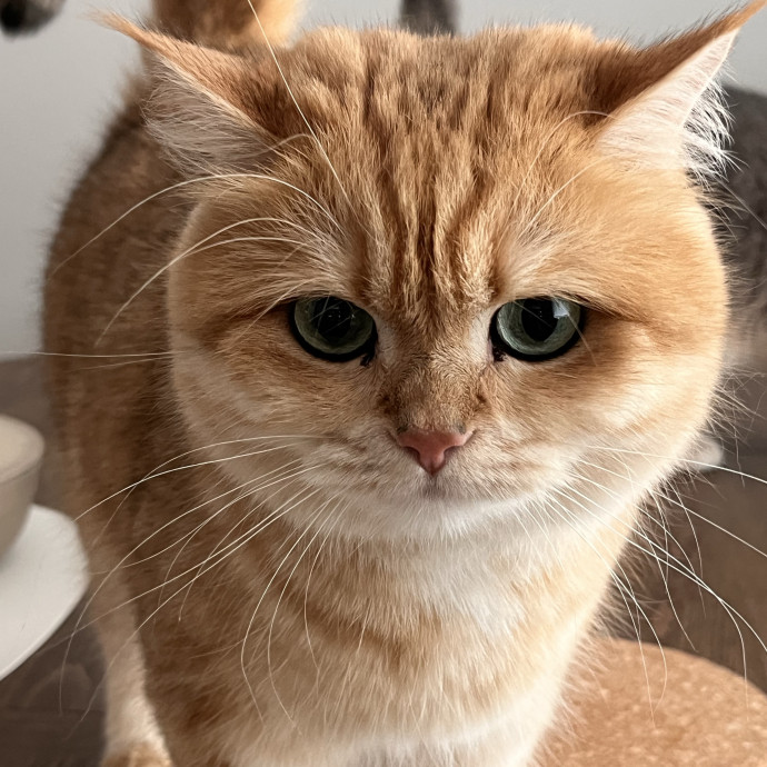 Voila' Cat Sitting By Helena