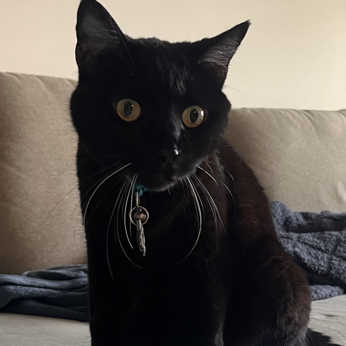 Voila' Cat Sitting By Helena