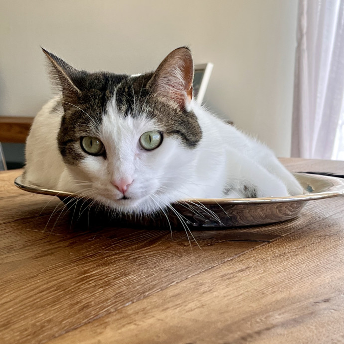 Voila' Cat Sitting By Helena