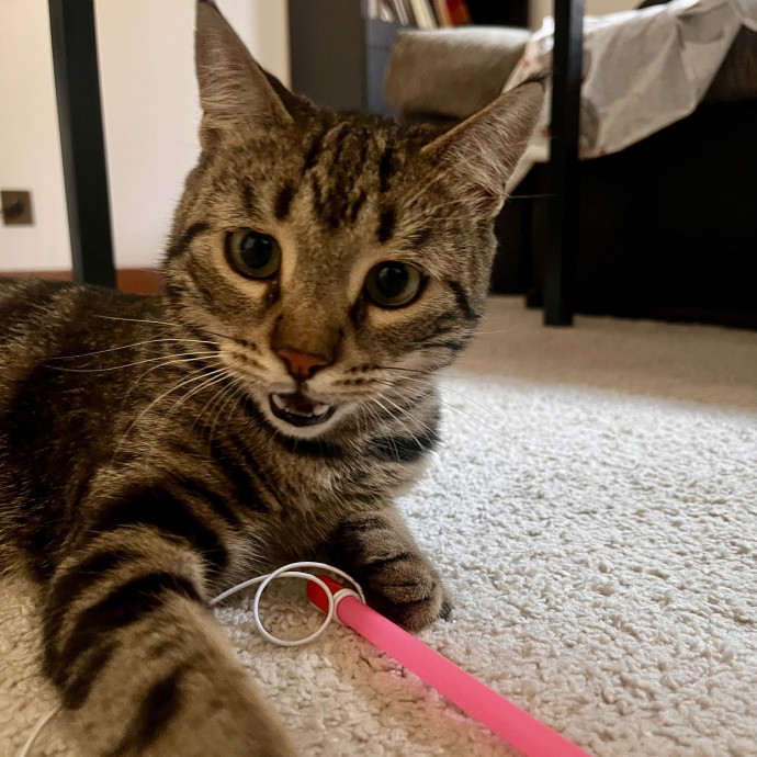 Voila' Cat Sitting By Helena