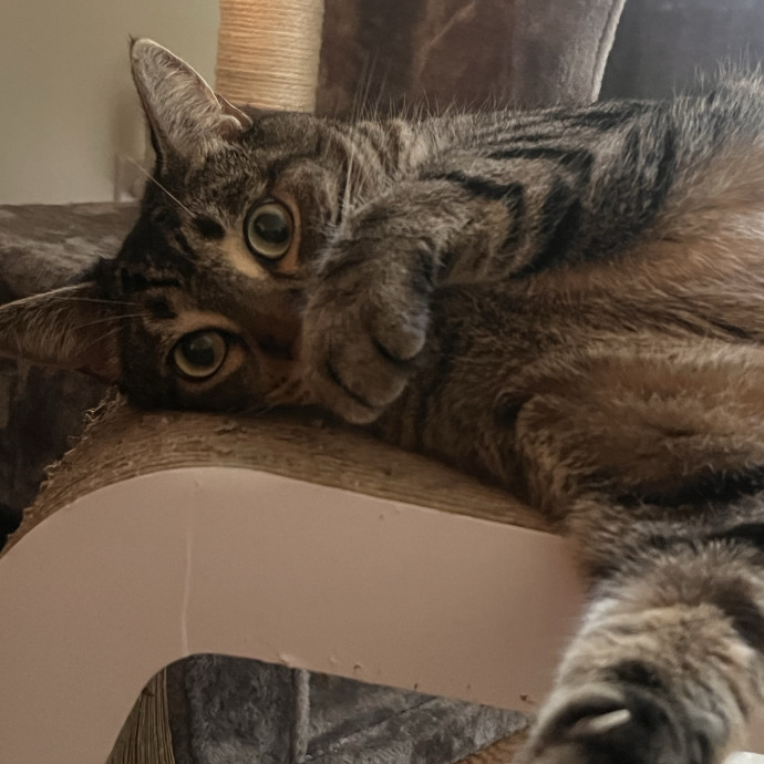 Voila' Cat Sitting By Helena