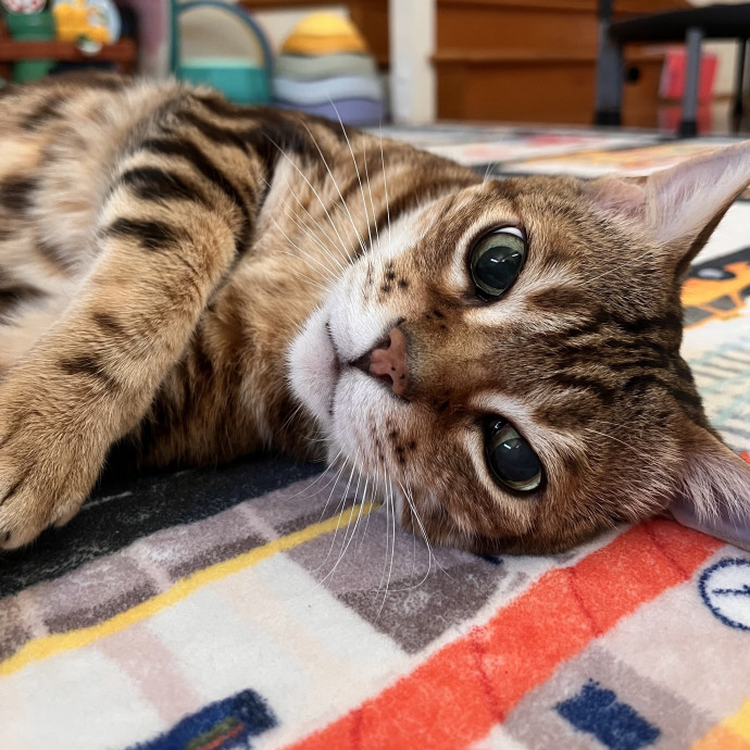 Voila' Cat Sitting By Helena