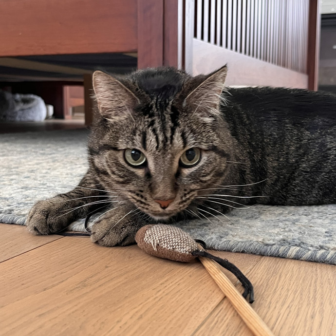Voila' Cat Sitting By Helena