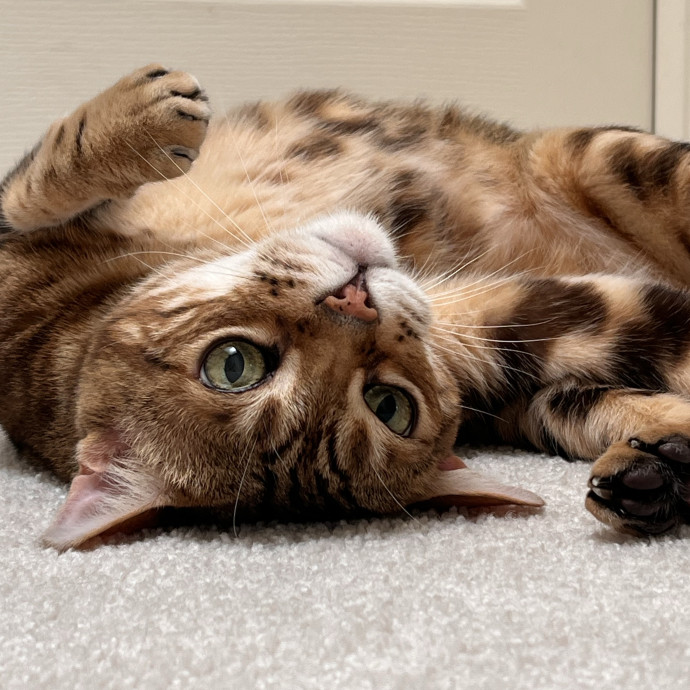 Voila' Cat Sitting By Helena photo 3