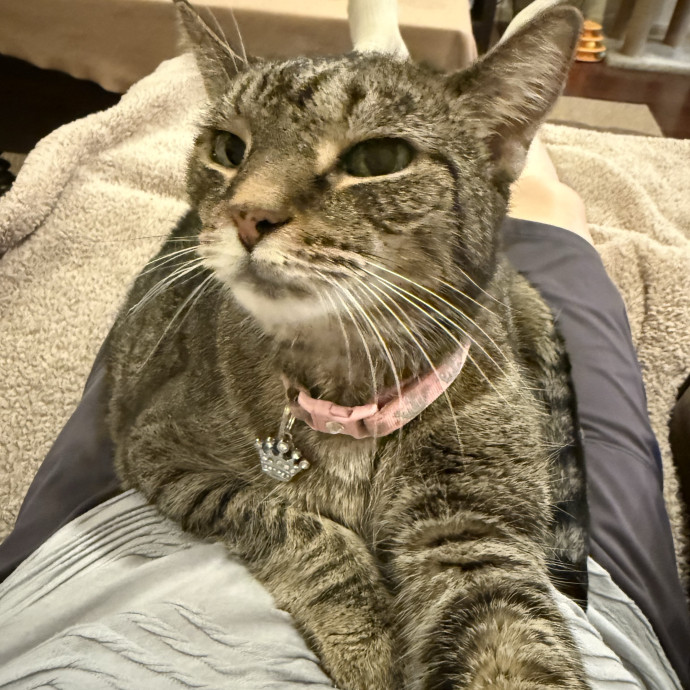 Cat Care You Can Count On
