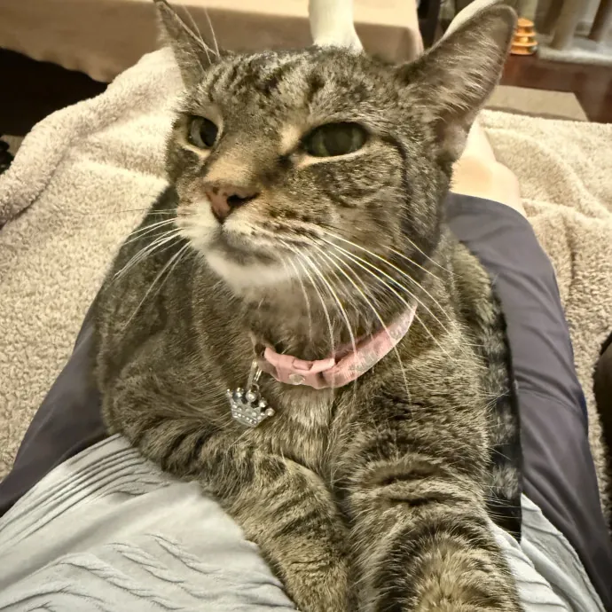 Cat Care You Can Count On