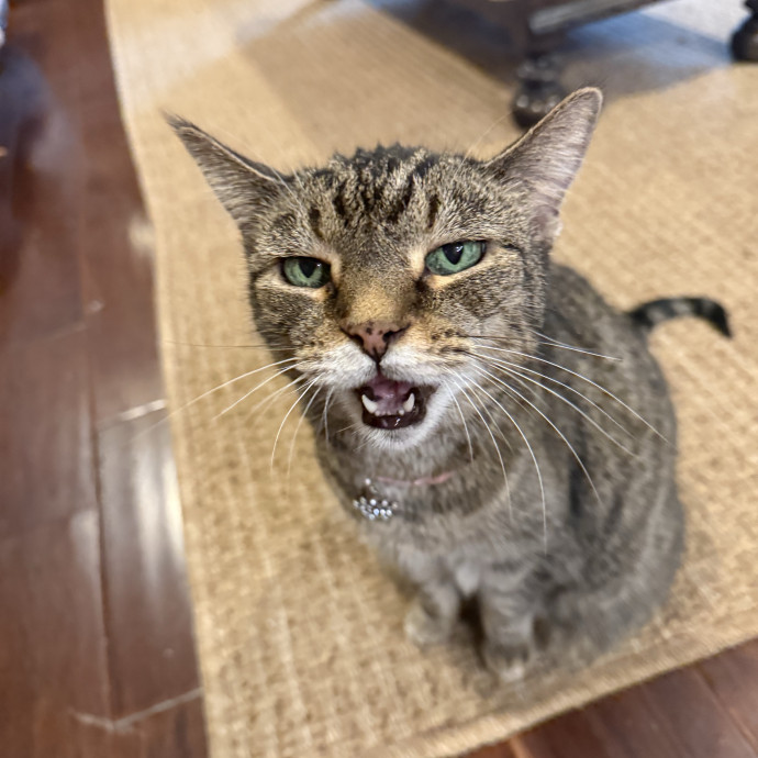Cat Care You Can Count On
