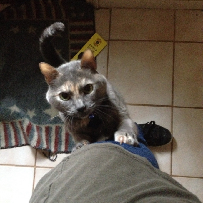 Cat Care You Can Count On