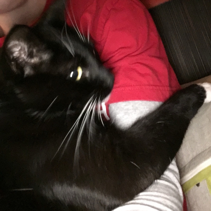 Cat Care You Can Count On