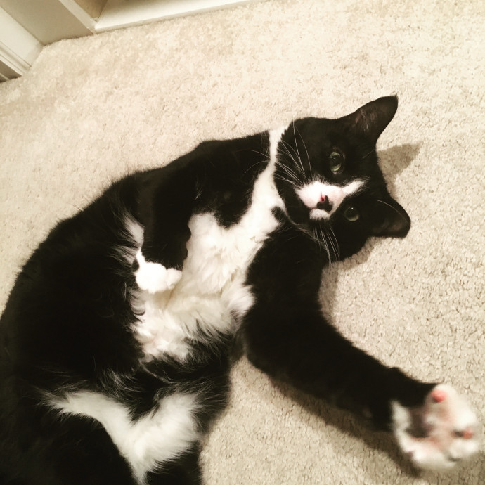 Cat Care You Can Count On