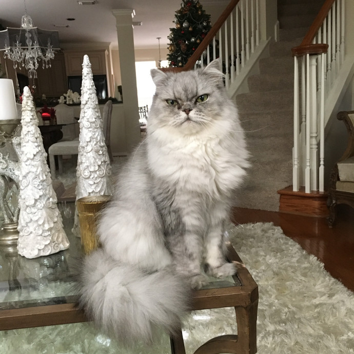 Cat Care You Can Count On