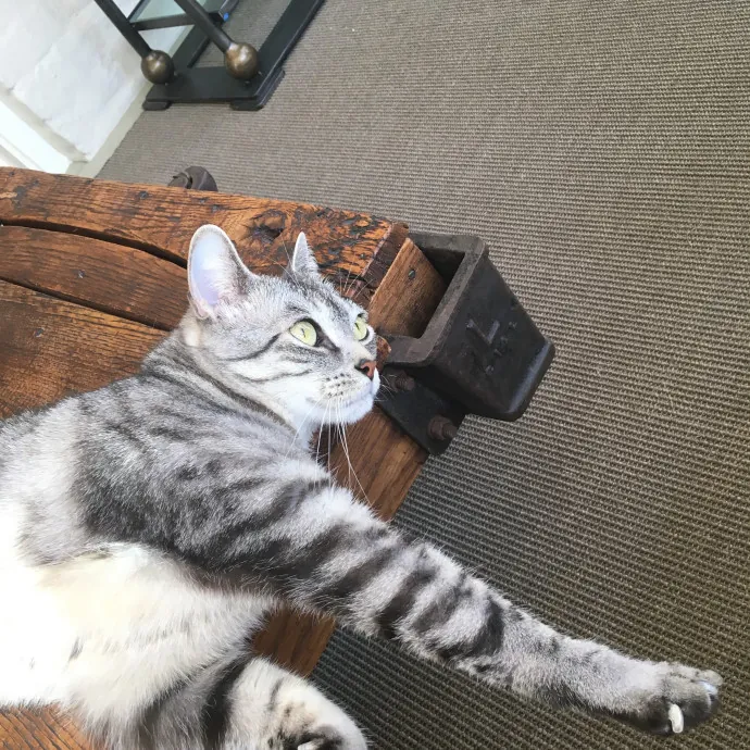 Cat Care You Can Count On