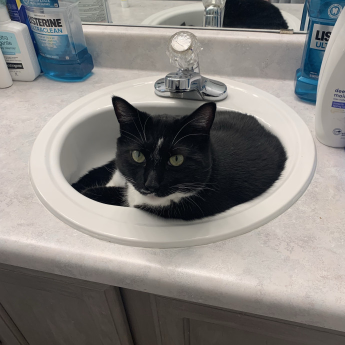 Cat Care You Can Count On