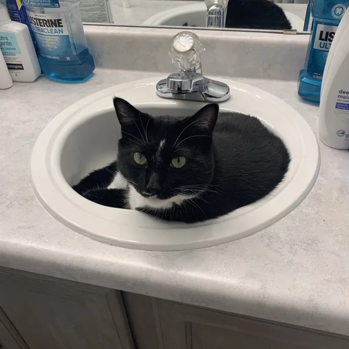 Cat Care You Can Count On