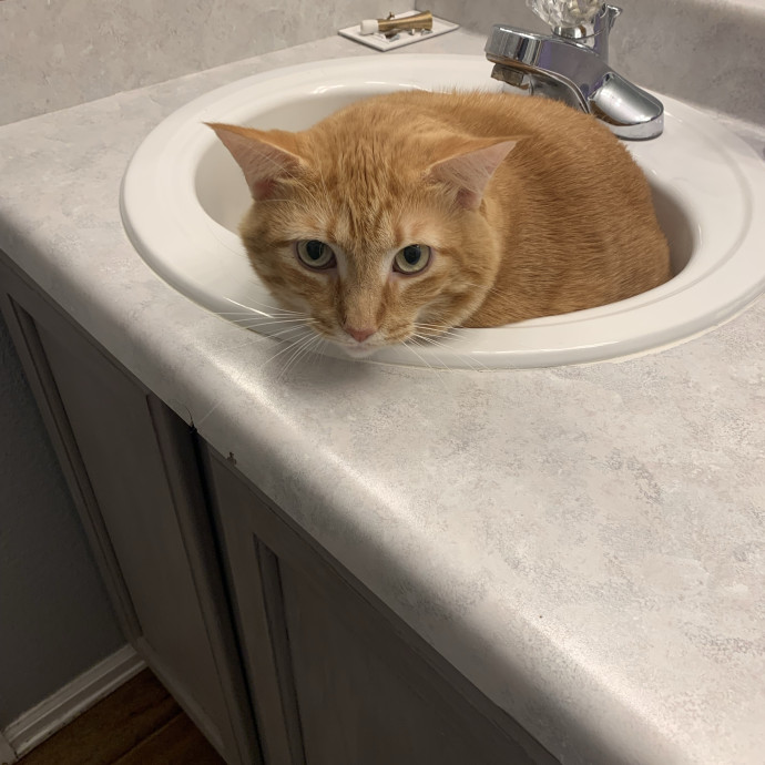 Cat Care You Can Count On