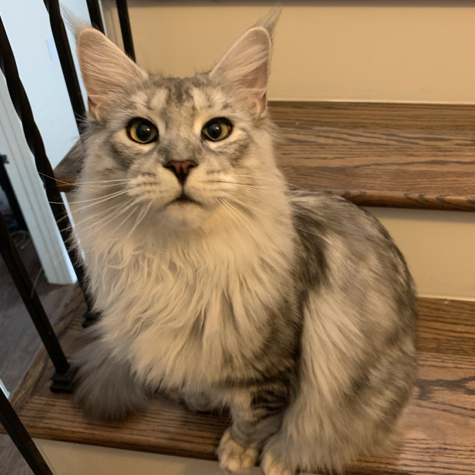 Cat Care You Can Count On