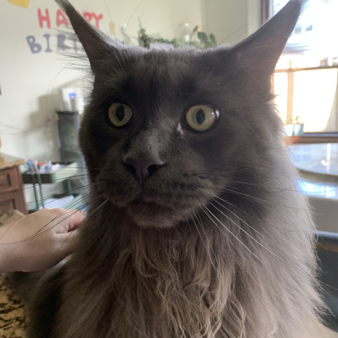 Cat Care You Can Count On