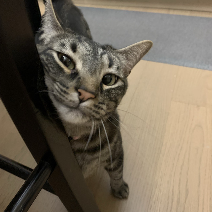 Cat Care You Can Count On