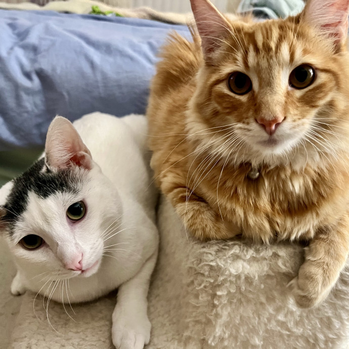 Happy Cats