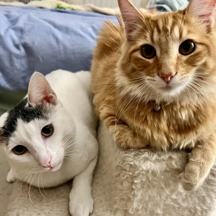 Happy Cats