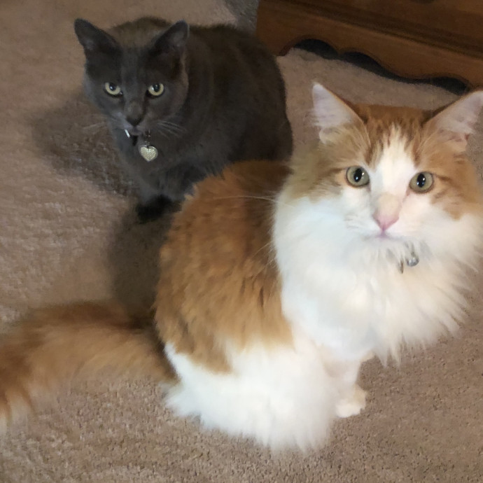 Happy Cats