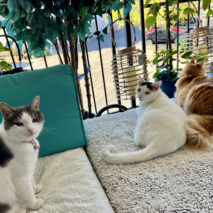 Happy Cats