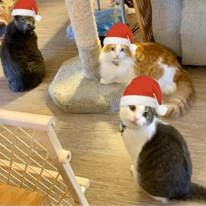 Happy Cats