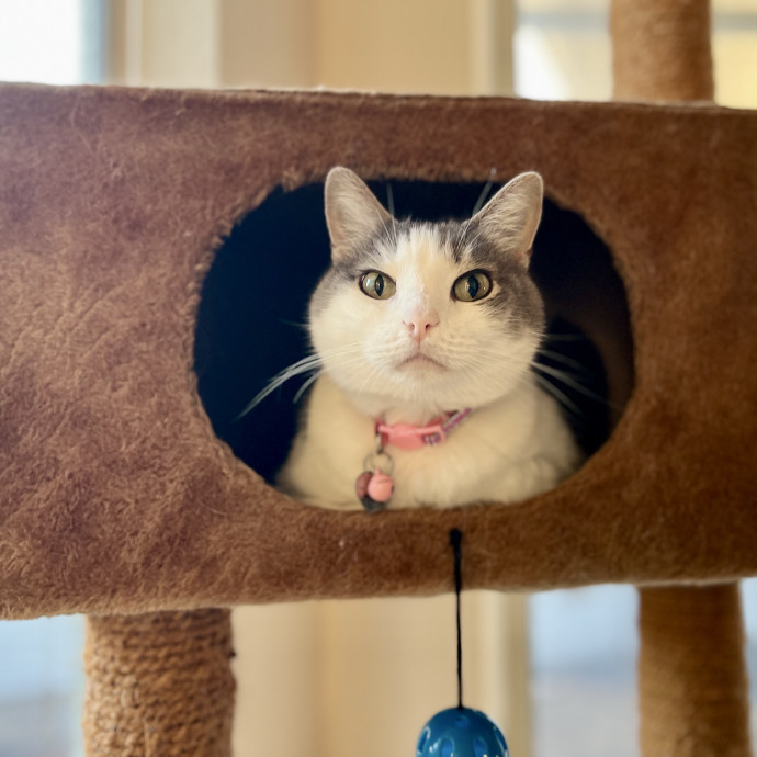 Happy Cats photo 3