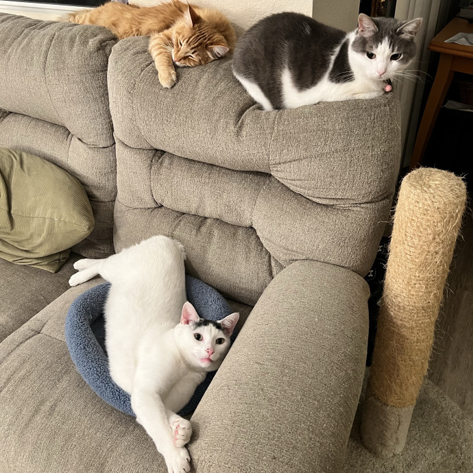 Happy Cats photo 2