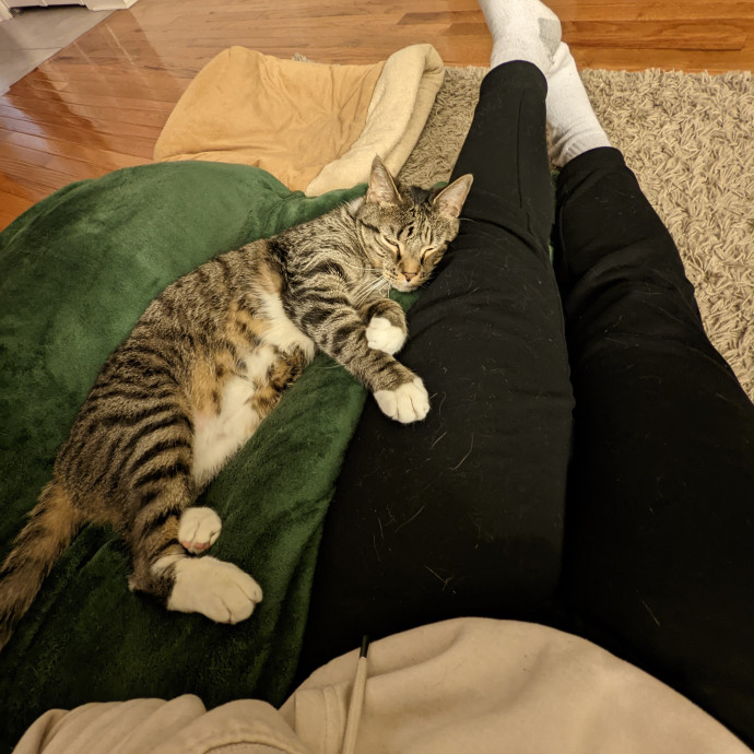 A Pawsitively Purrfect Sitter