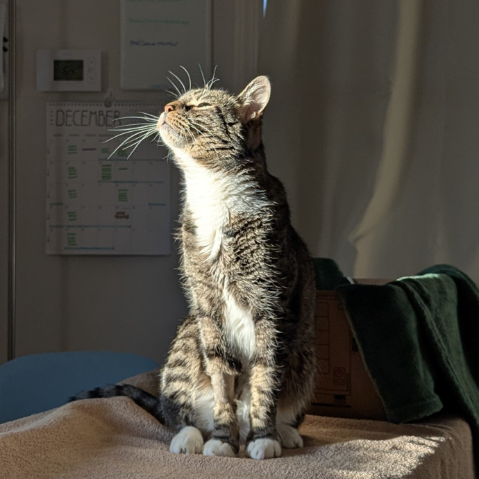 A Pawsitively Purrfect Sitter