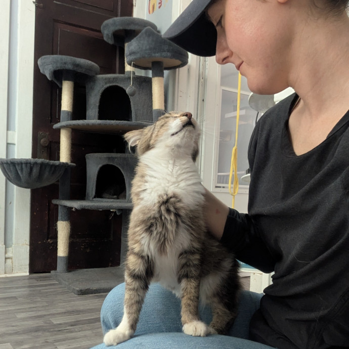 A Pawsitively Purrfect Sitter