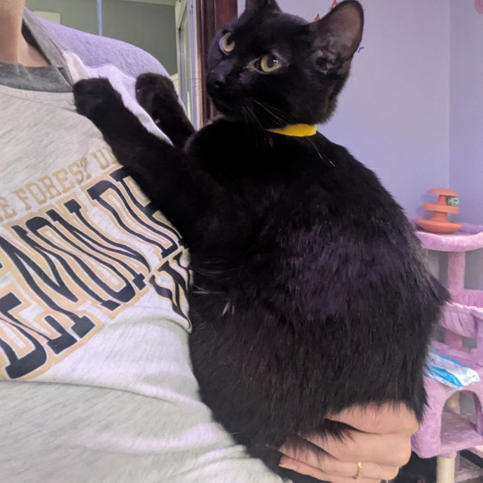 A Pawsitively Purrfect Sitter