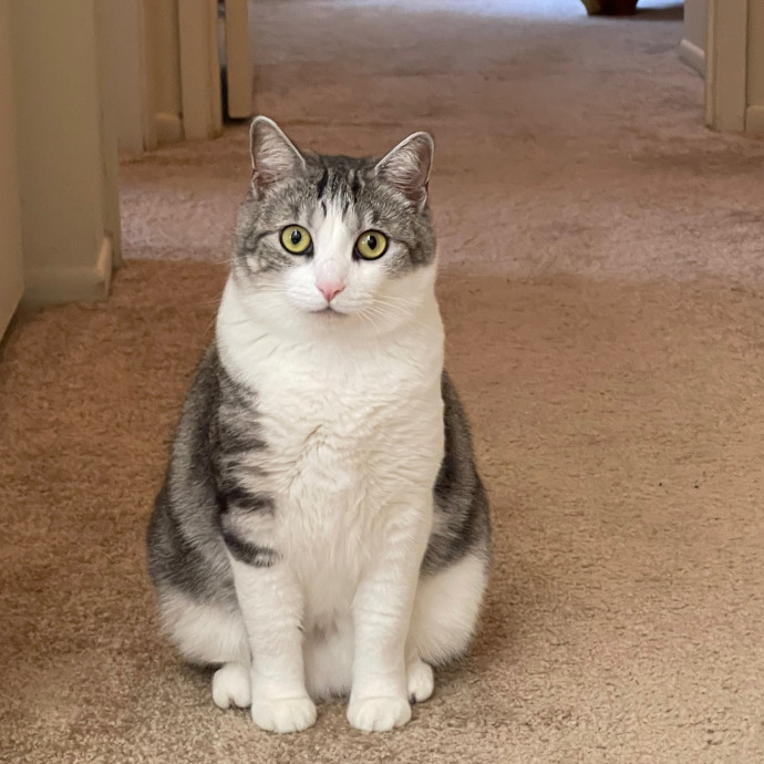 Erika's Awesome Pawsome Cat Sitting