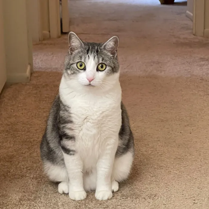 Erika's Awesome Pawsome Cat Sitting