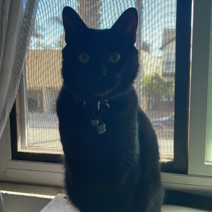 Erika's Awesome Pawsome Cat Sitting