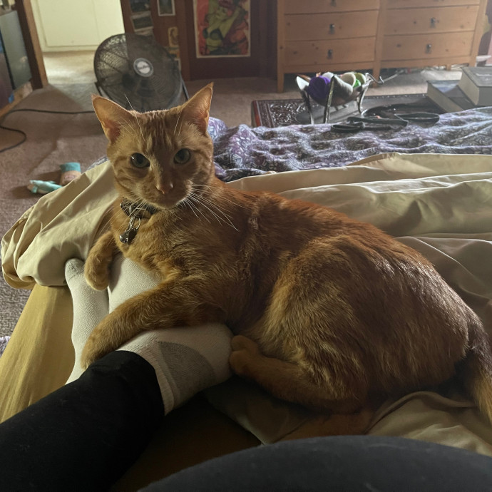 Erika's Awesome Pawsome Cat Sitting